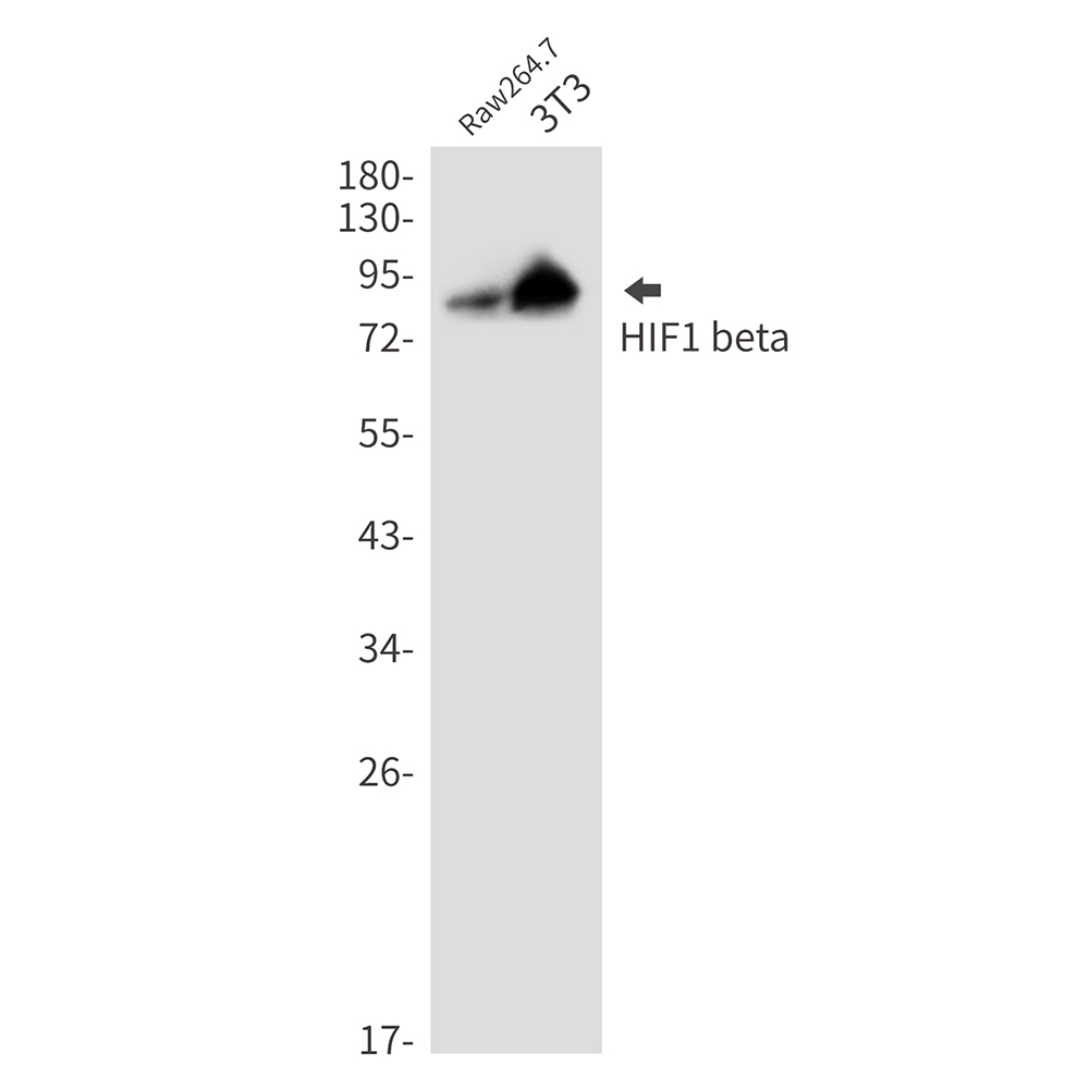 HIF1 beta Rabbit mAb