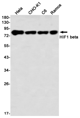 HIF1 beta Rabbit mAb