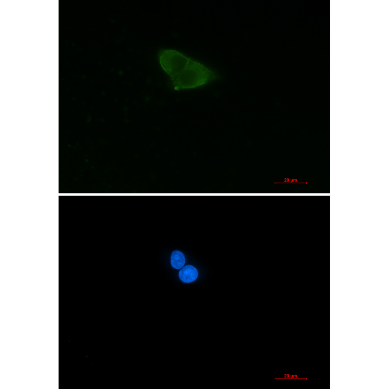 HINT1 Rabbit mAb