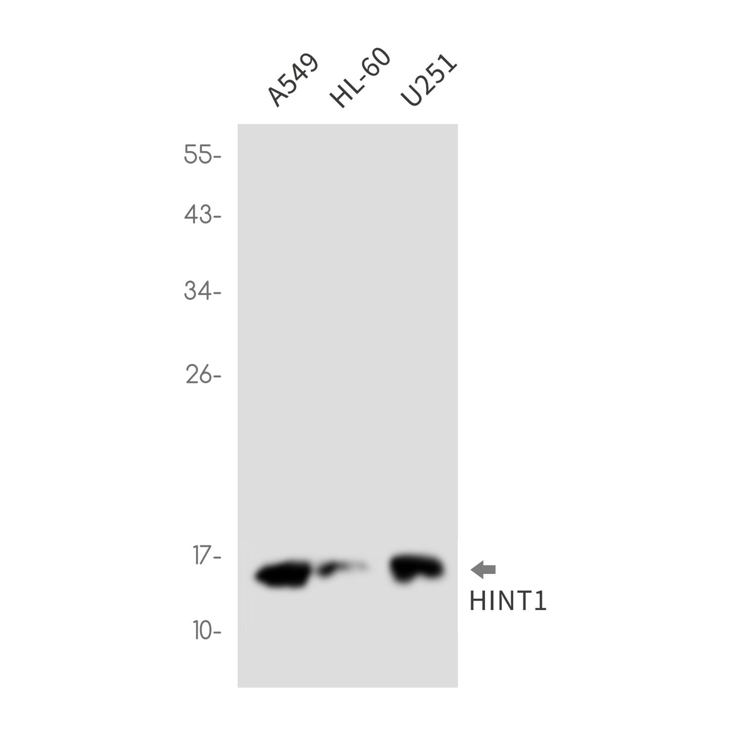 HINT1 Rabbit mAb