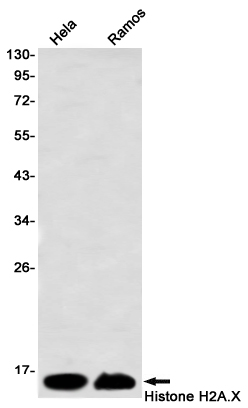 Histone H2A.X Rabbit mAb