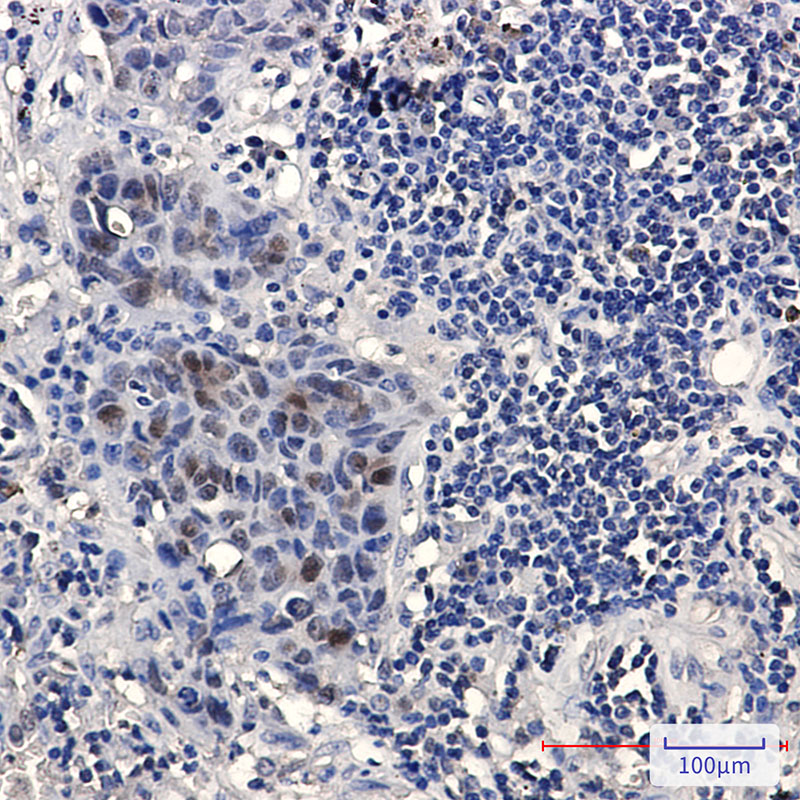 HMG4 Rabbit mAb