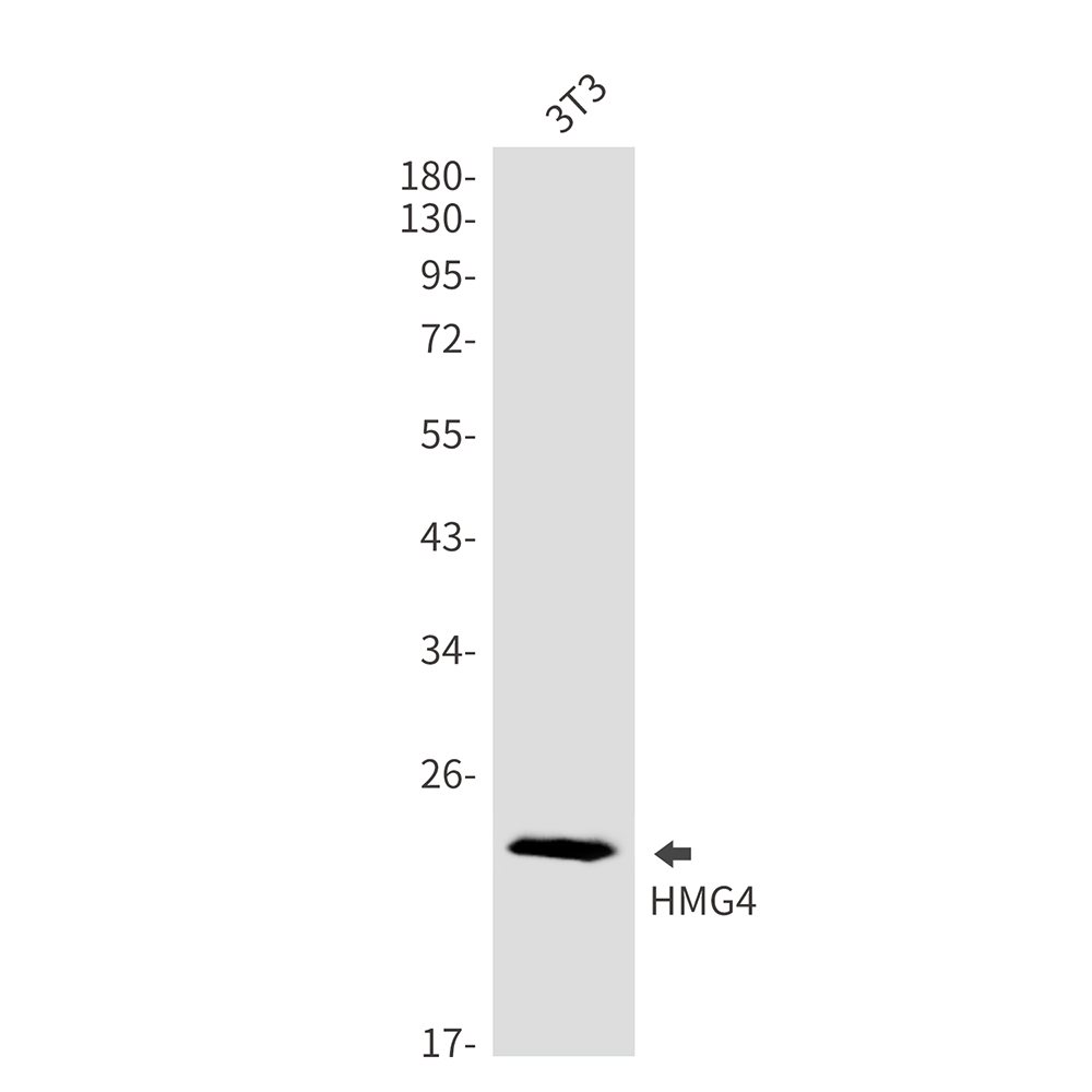 HMG4 Rabbit mAb