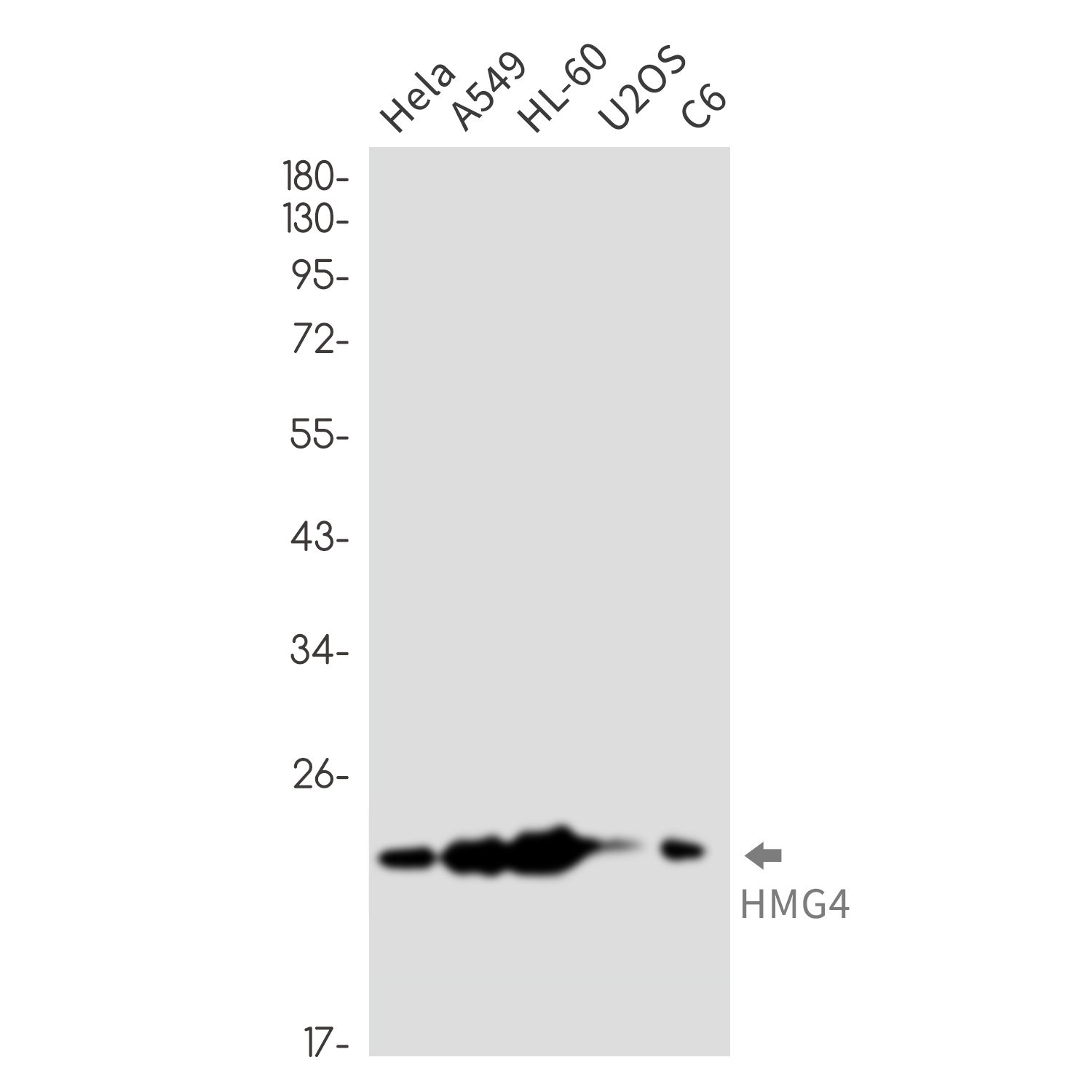 HMG4 Rabbit mAb