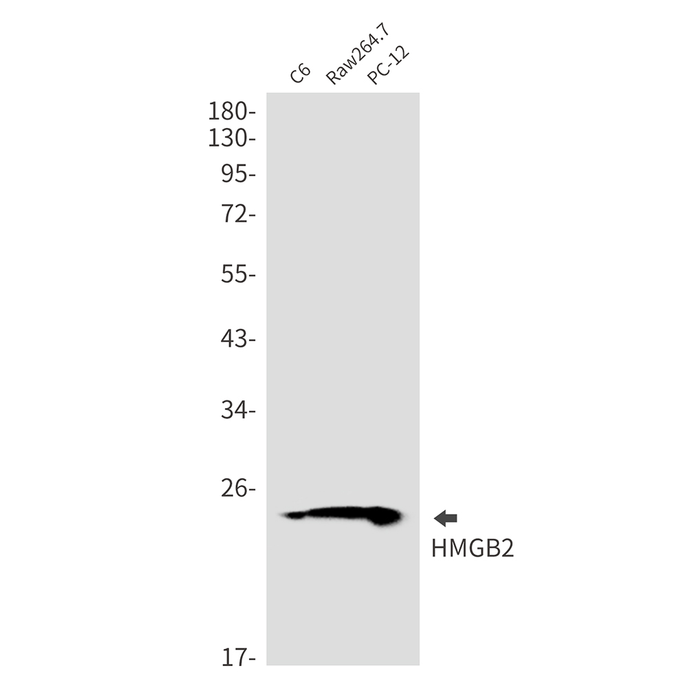 HMGB2 Rabbit mAb