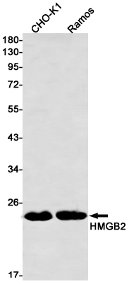 HMGB2 Rabbit mAb