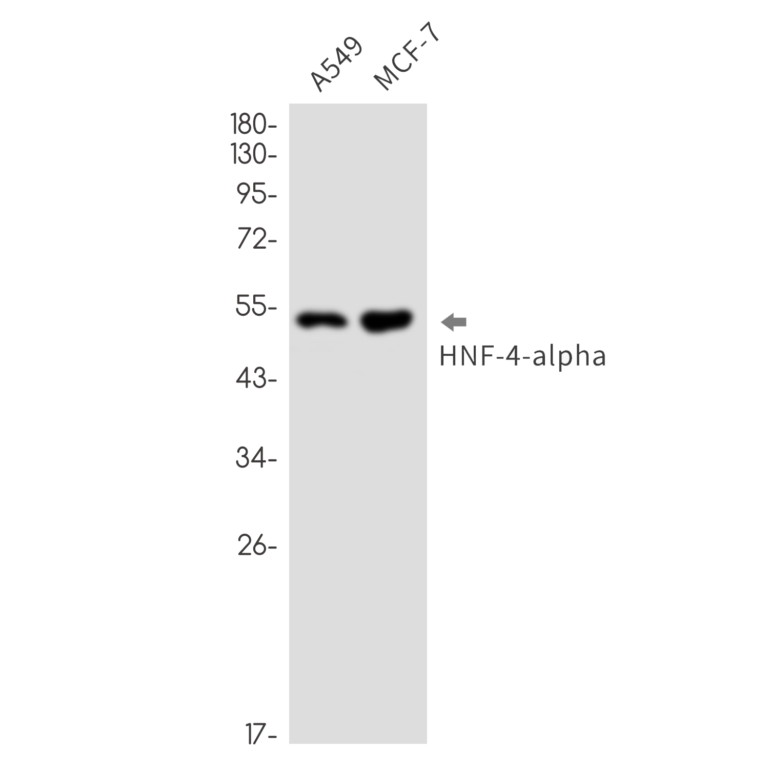 HNF 4 alpha Rabbit mAb