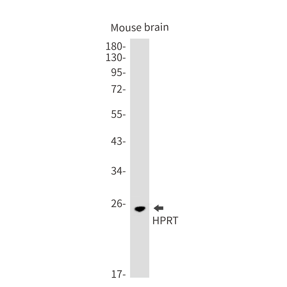 HPRT Rabbit mAb