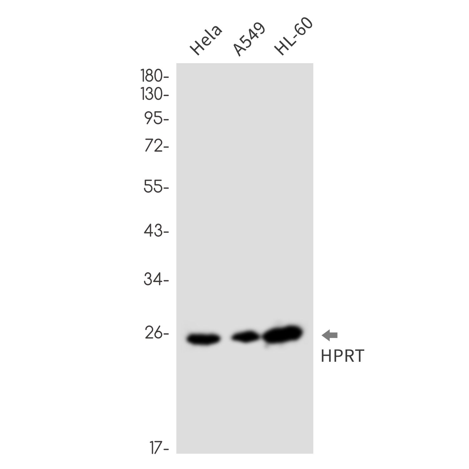 HPRT Rabbit mAb