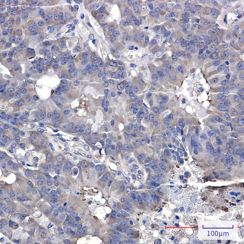 Hsp90 beta Rabbit mAb