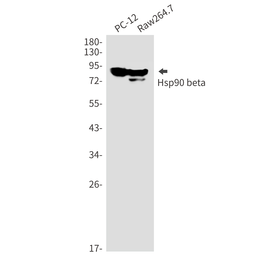 Hsp90 beta Rabbit mAb