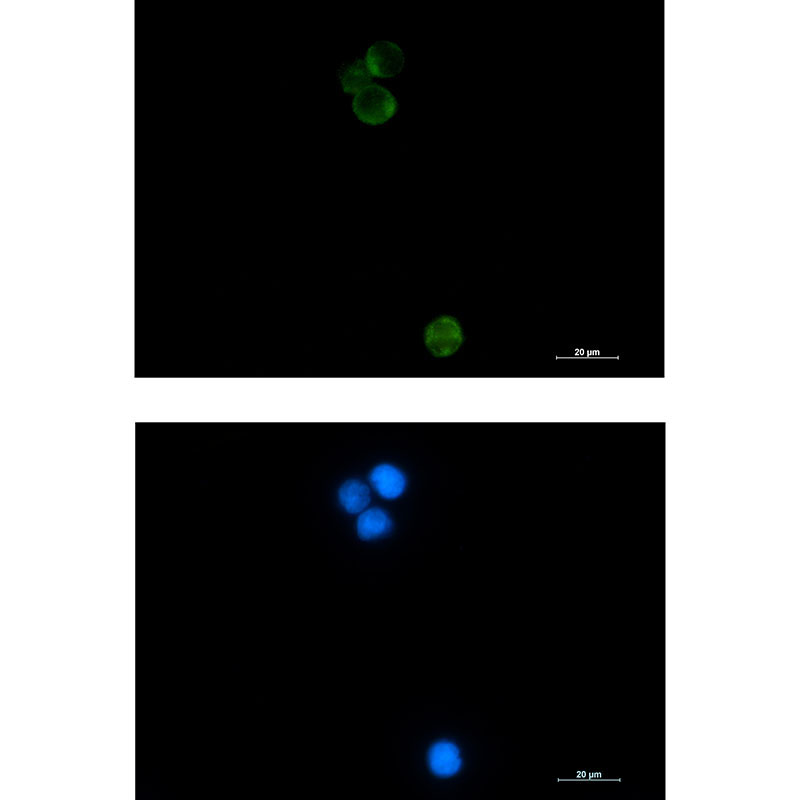 HspA14 Rabbit mAb