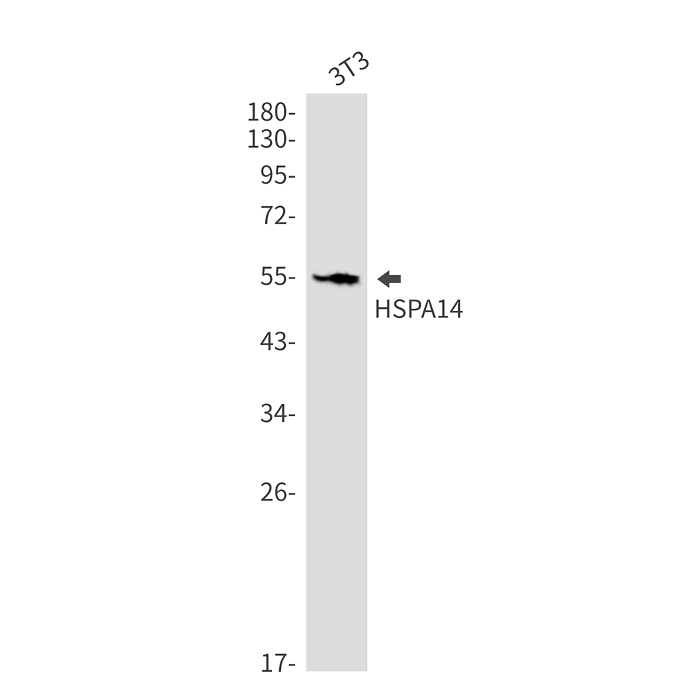 HspA14 Rabbit mAb