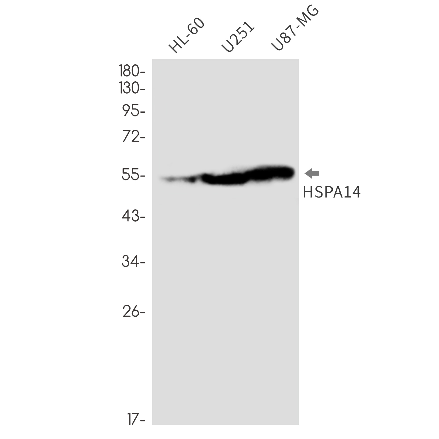 HspA14 Rabbit mAb