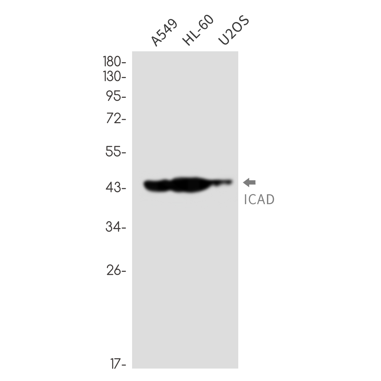 ICAD Rabbit mAb