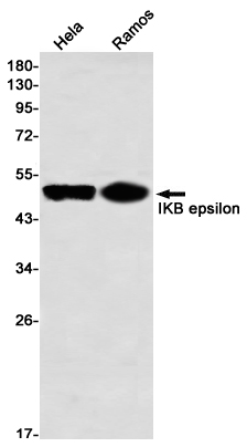 IKB epsilon Rabbit mAb