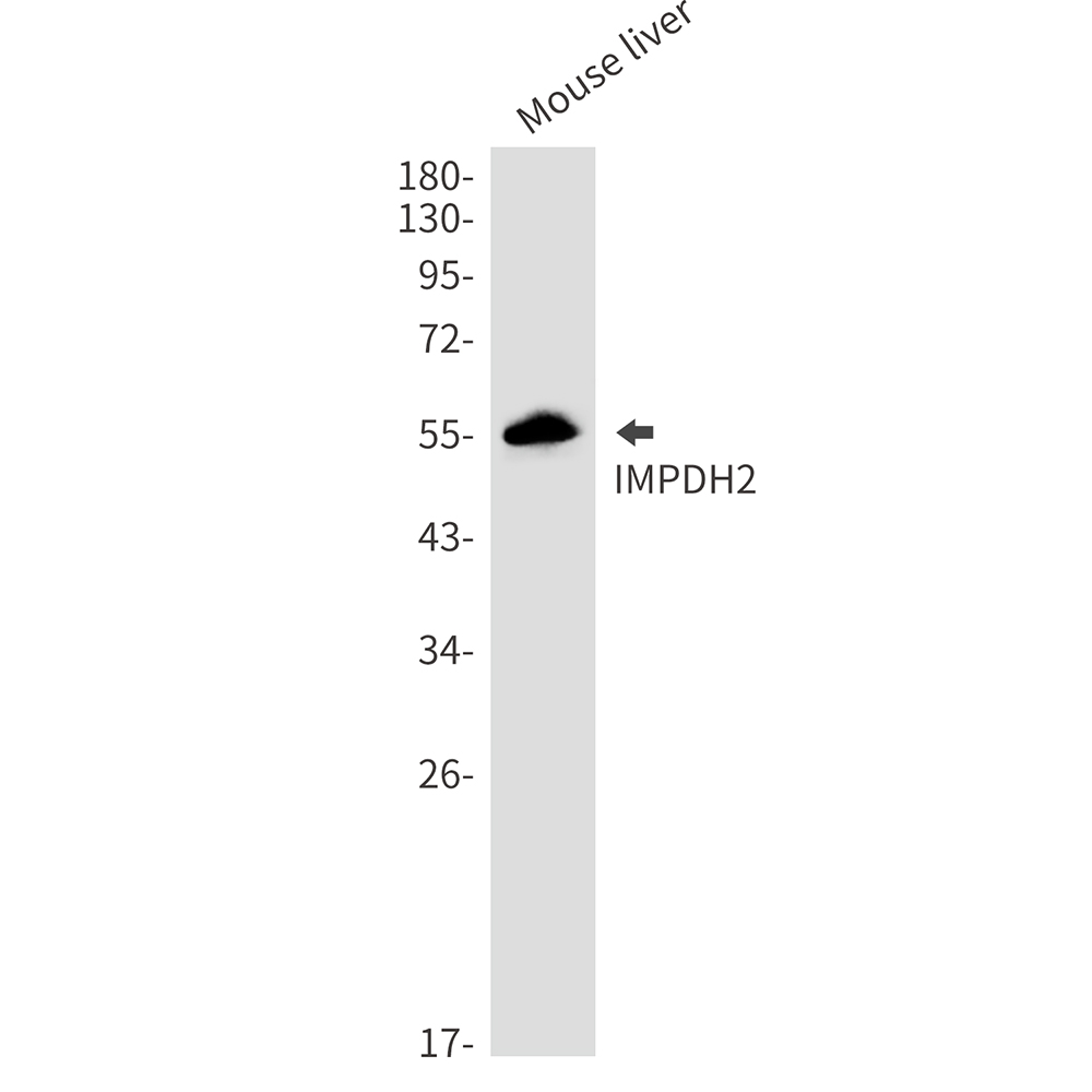 IMPDH2 Rabbit mAb