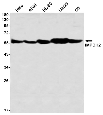 IMPDH2 Rabbit mAb