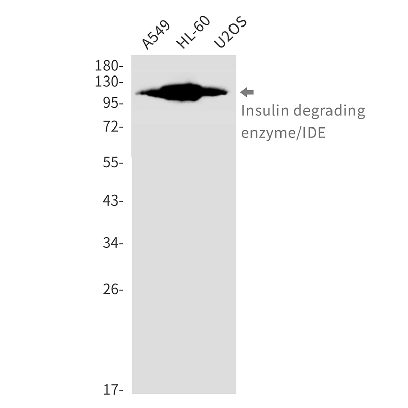 Insulin Degrading Enzyme Rabbit mAb