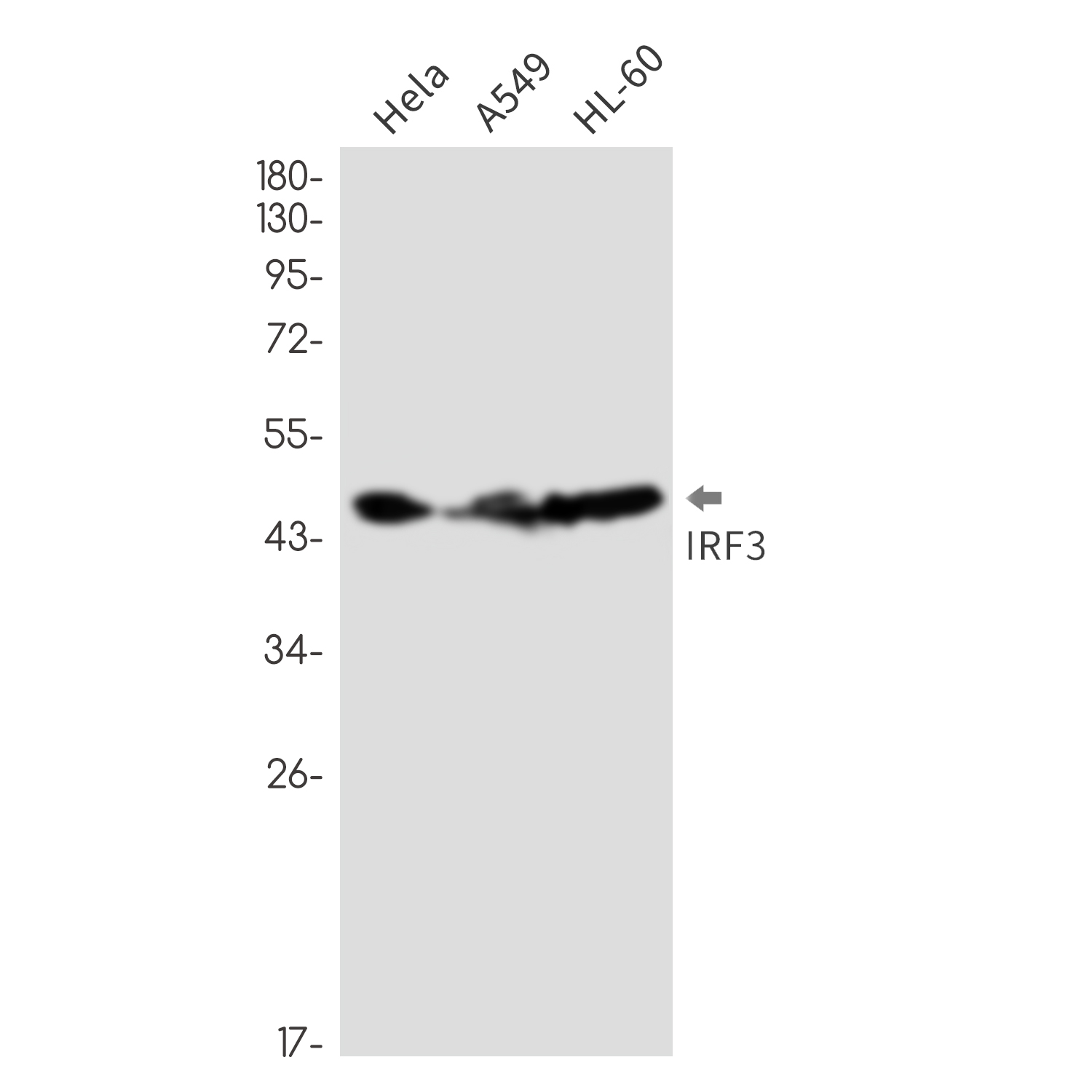 IRF3 Rabbit mAb