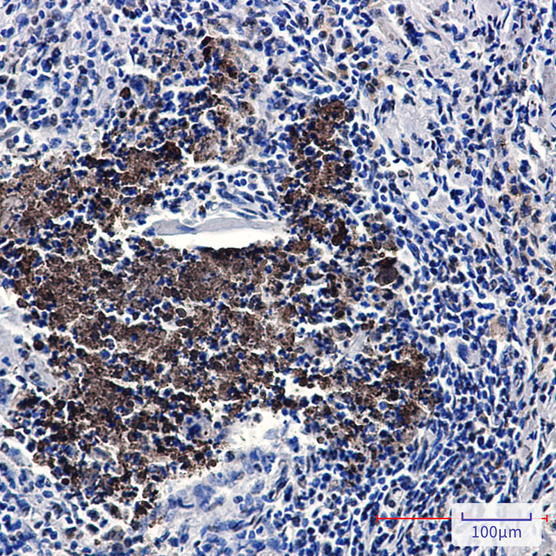 KAT7 Rabbit mAb