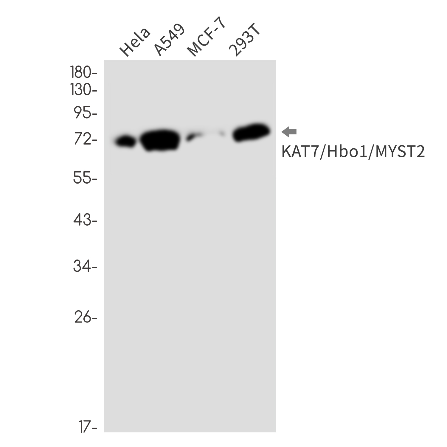 KAT7 Rabbit mAb