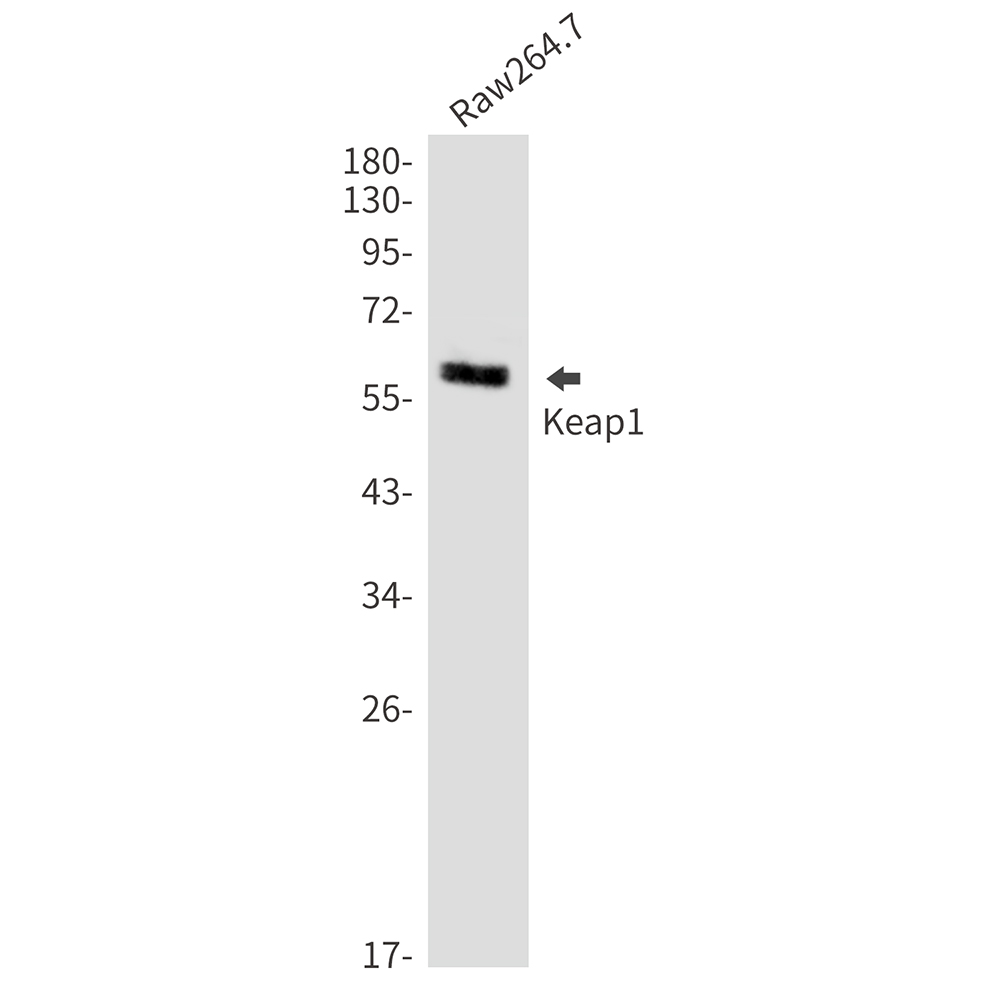 Keap1 Rabbit mAb