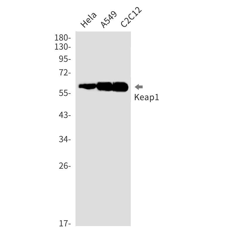 Keap1 Rabbit mAb