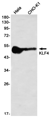 KLF4 Rabbit mAb