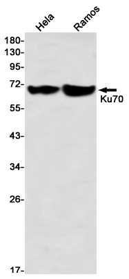 Ku70 Rabbit mAb