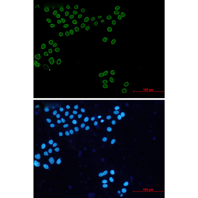 Lamin A/C Rabbit mAb