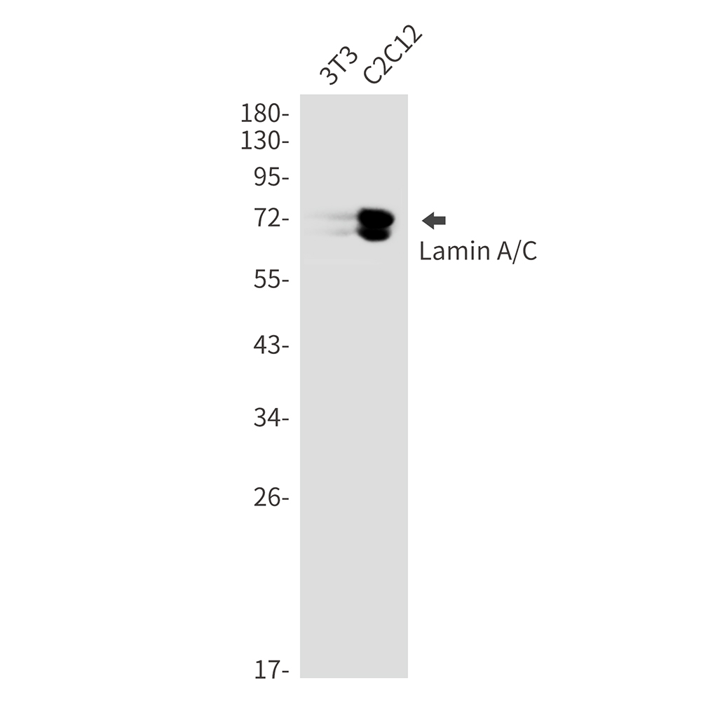 Lamin A/C Rabbit mAb