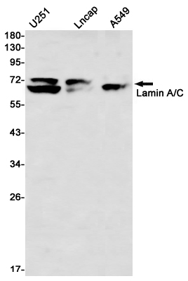 Lamin A/C Rabbit mAb