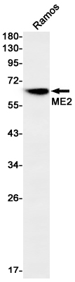 ME2 Rabbit mAb