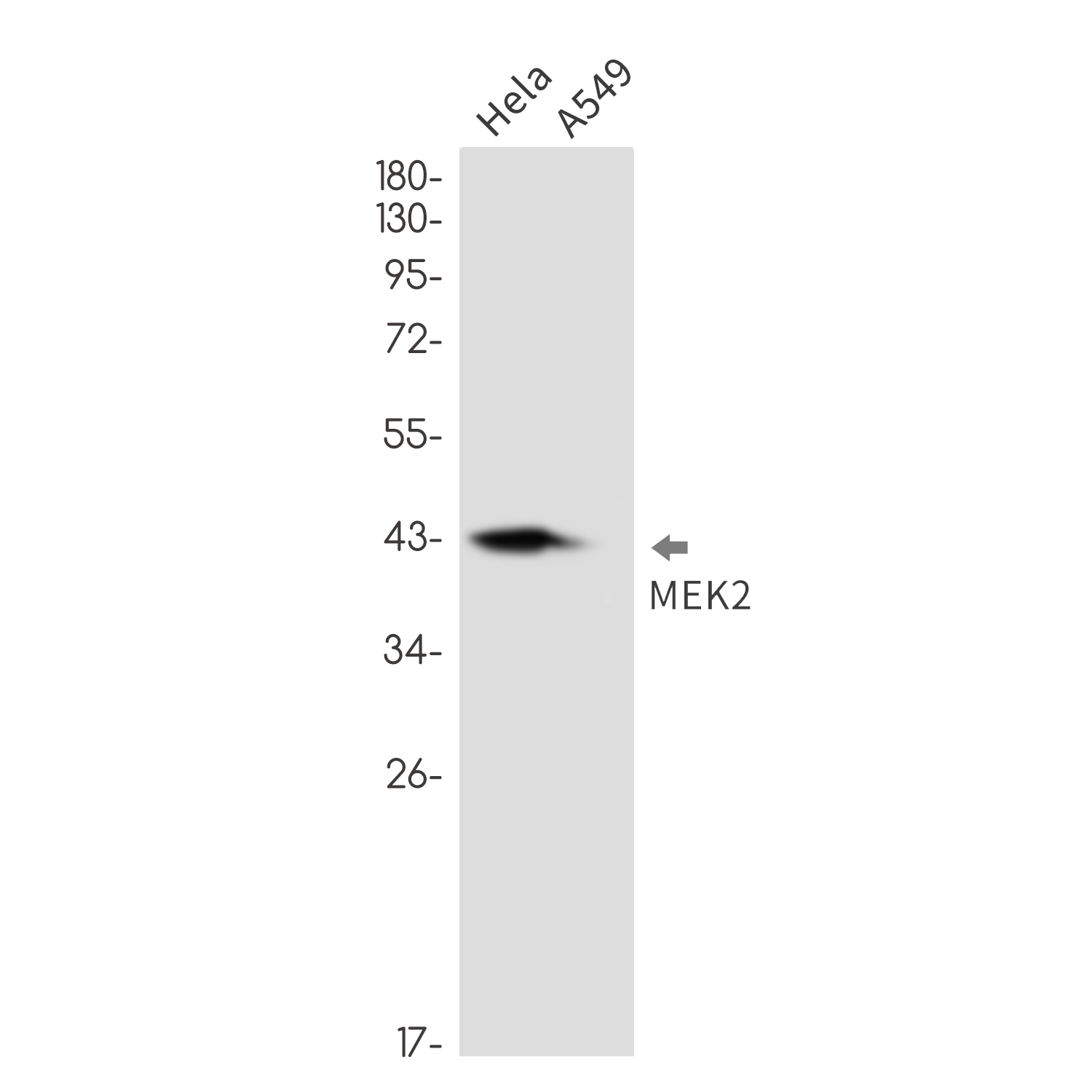 MEK2 Rabbit mAb