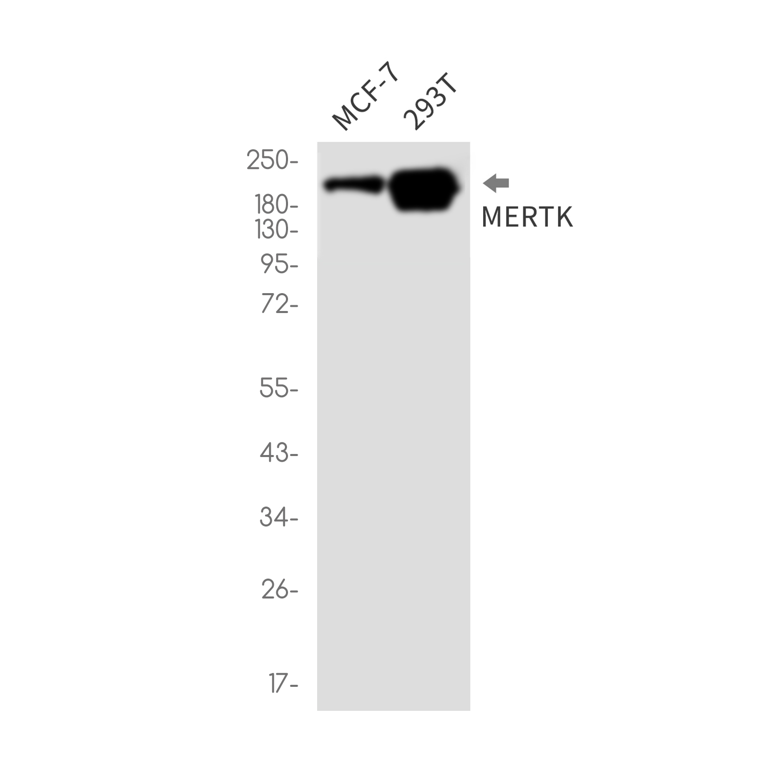 MERTK Rabbit mAb