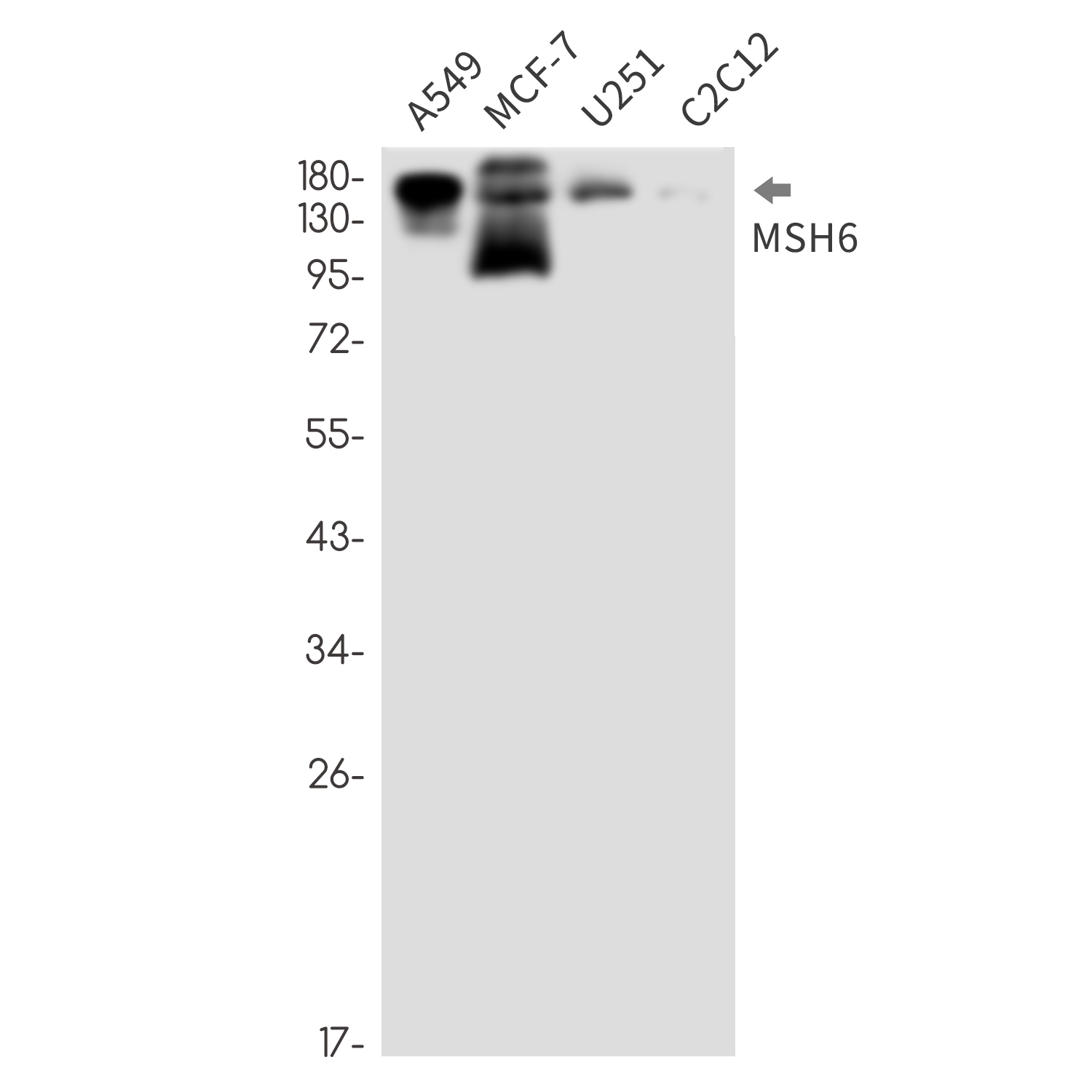 MSH6 Rabbit mAb