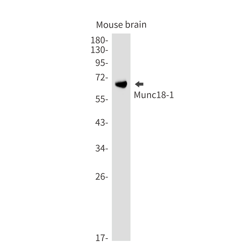 Syntaxin Binding Protein 1 Rabbit mAb