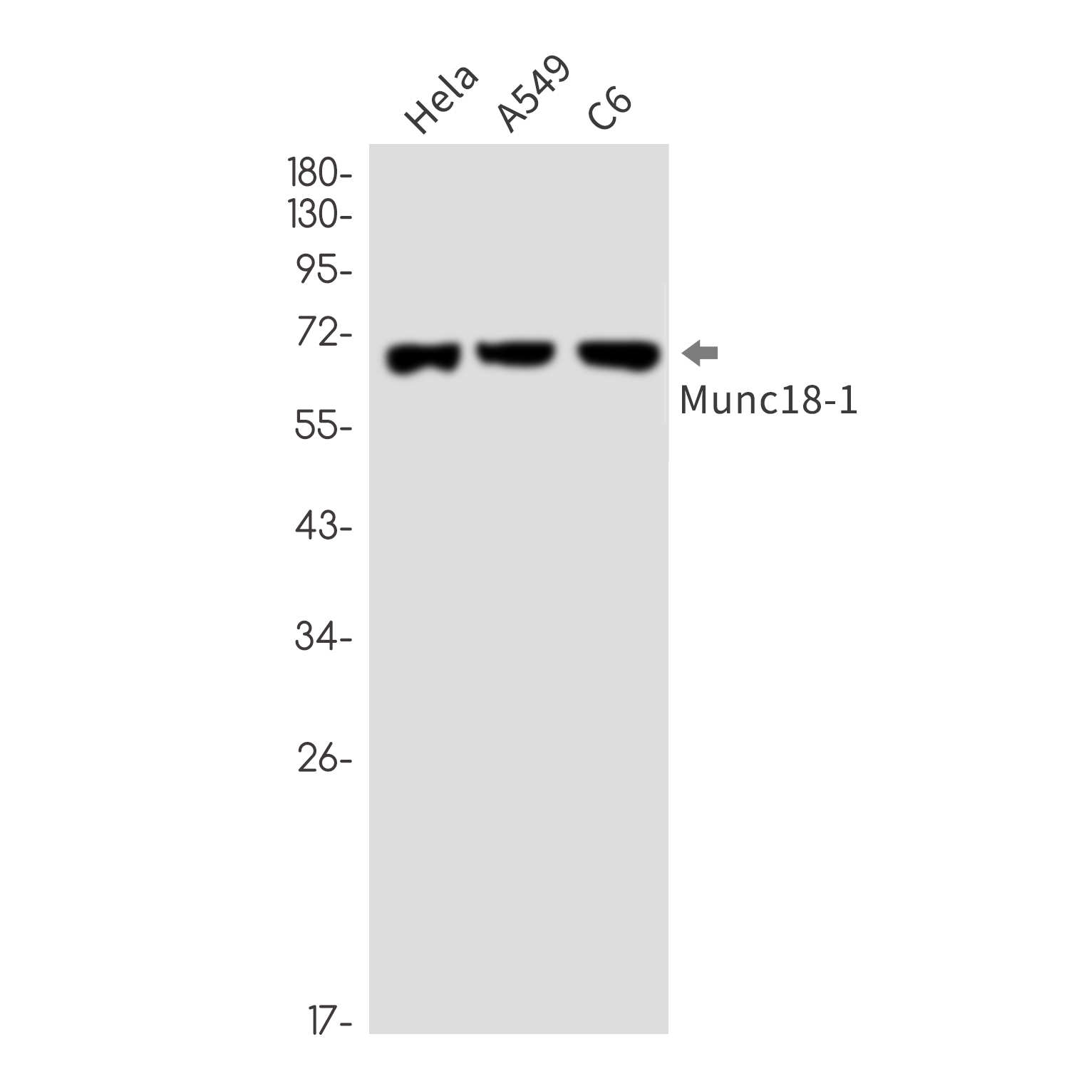 Syntaxin Binding Protein 1 Rabbit mAb