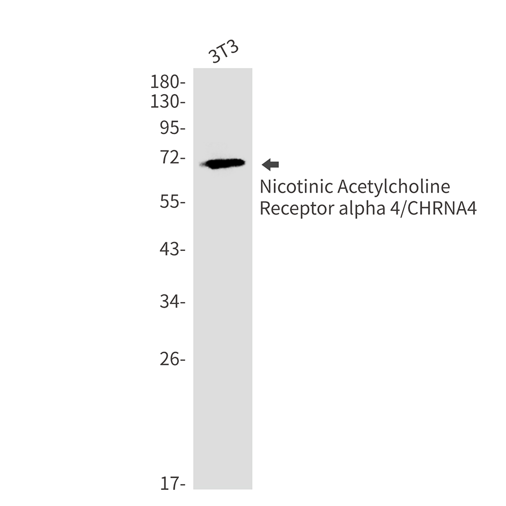 Nicotinic Acetylcholine Receptor alpha 4 Rabbit mAb