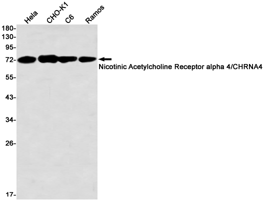 Nicotinic Acetylcholine Receptor alpha 4 Rabbit mAb