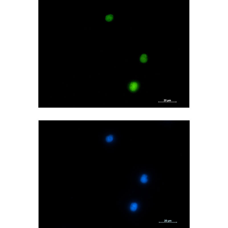 NUP50 Rabbit mAb