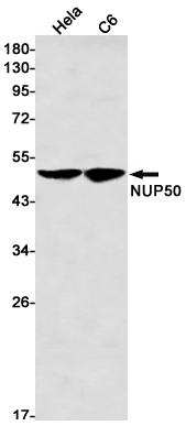 NUP50 Rabbit mAb