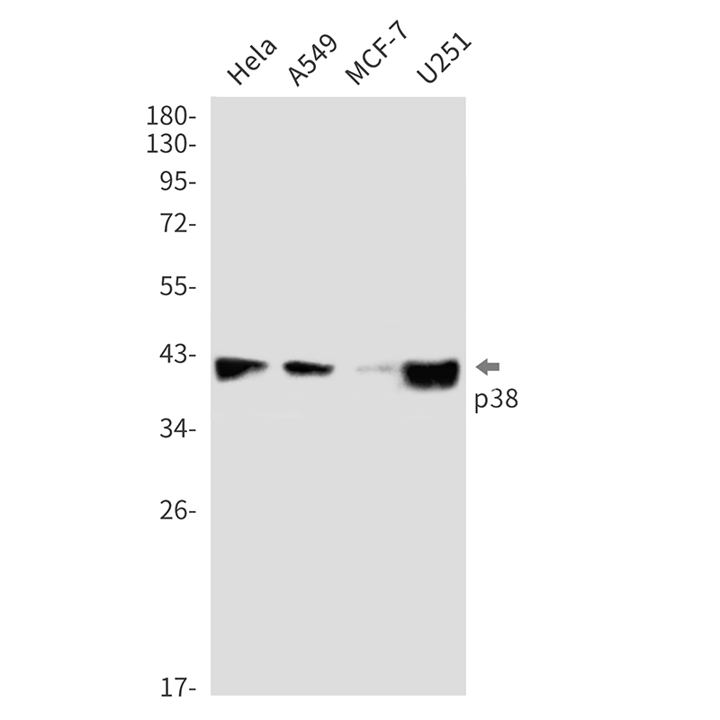 p38 Rabbit mAb