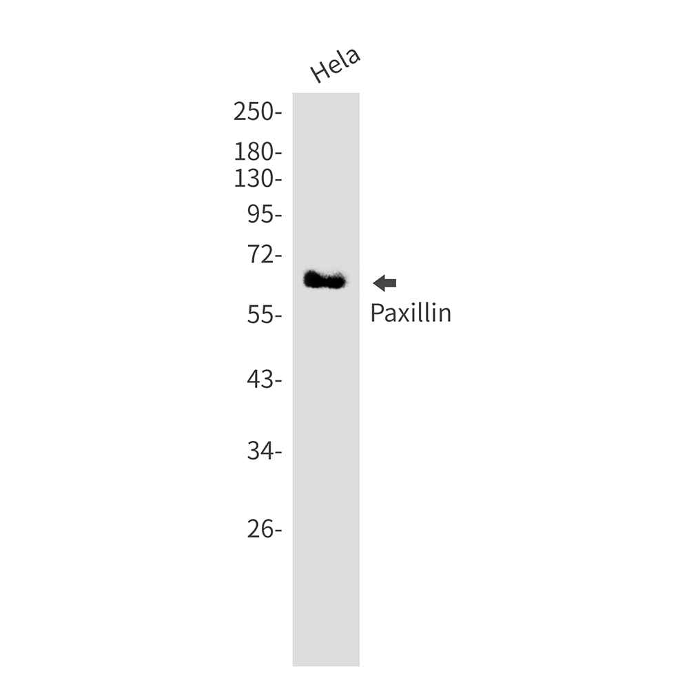 Paxillin Rabbit mAb