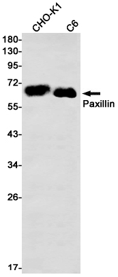 Paxillin Rabbit mAb