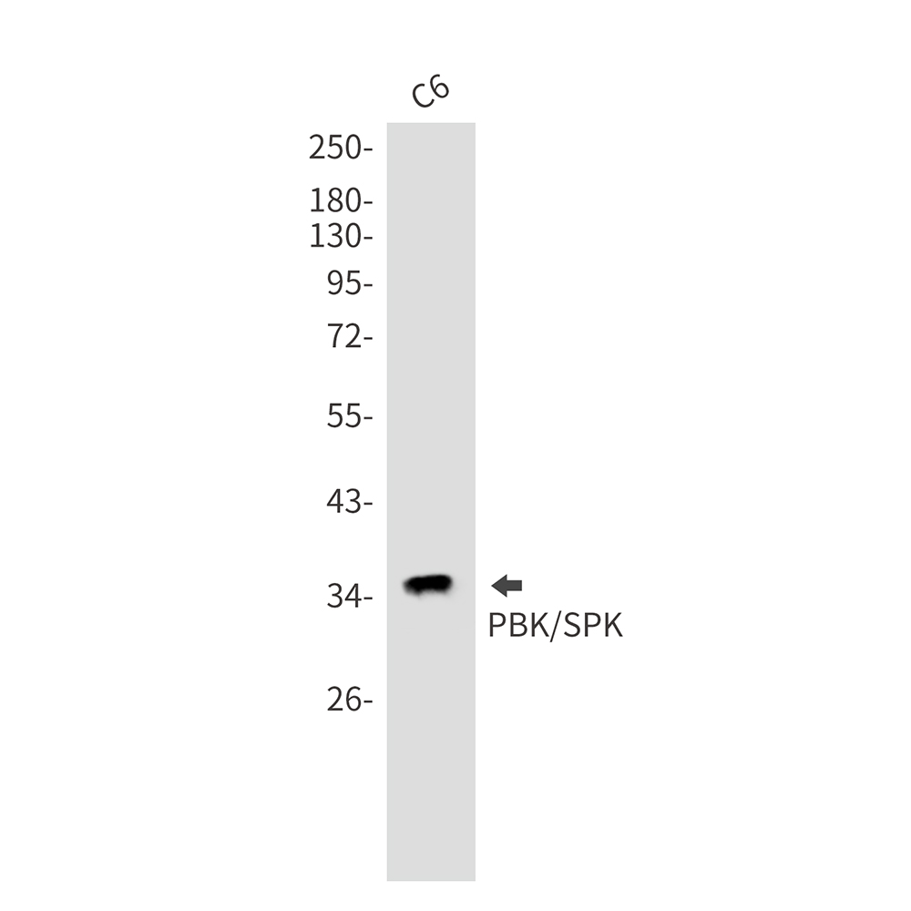 PBK Rabbit mAb