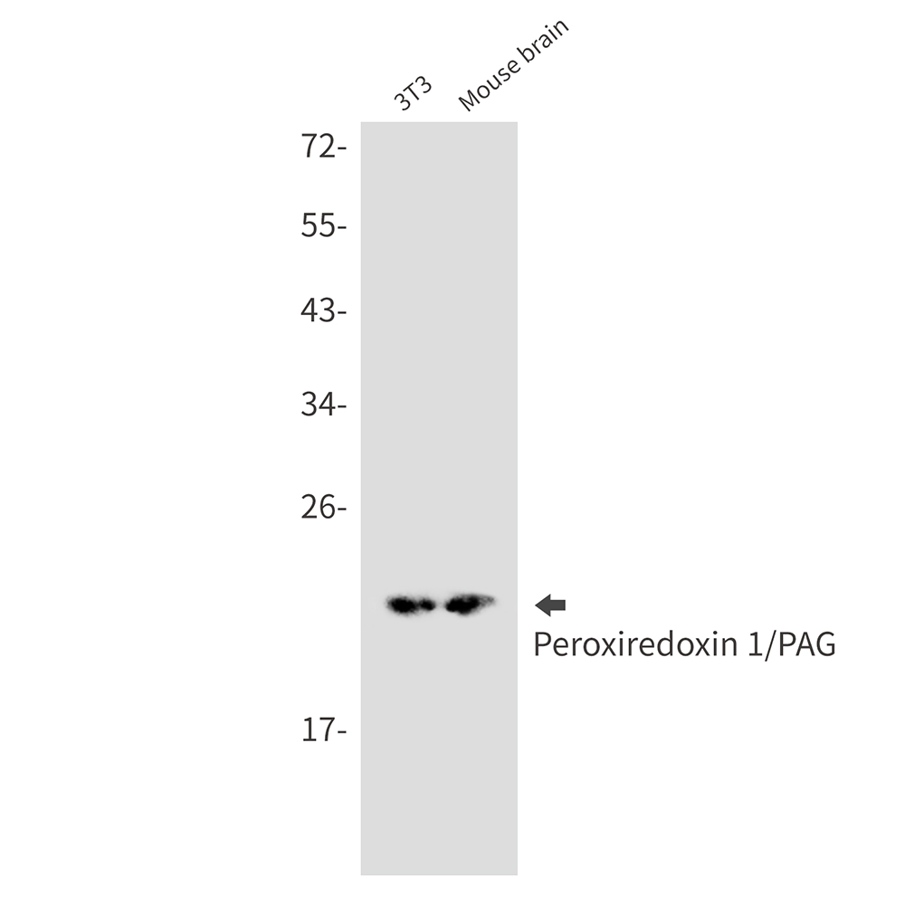 Peroxiredoxin 1 Rabbit mAb