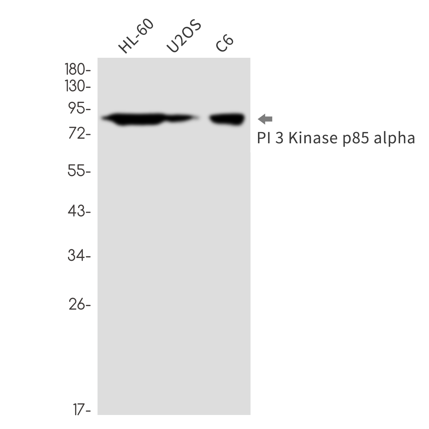 PI3 Kinase p85 alpha Rabbit mAb