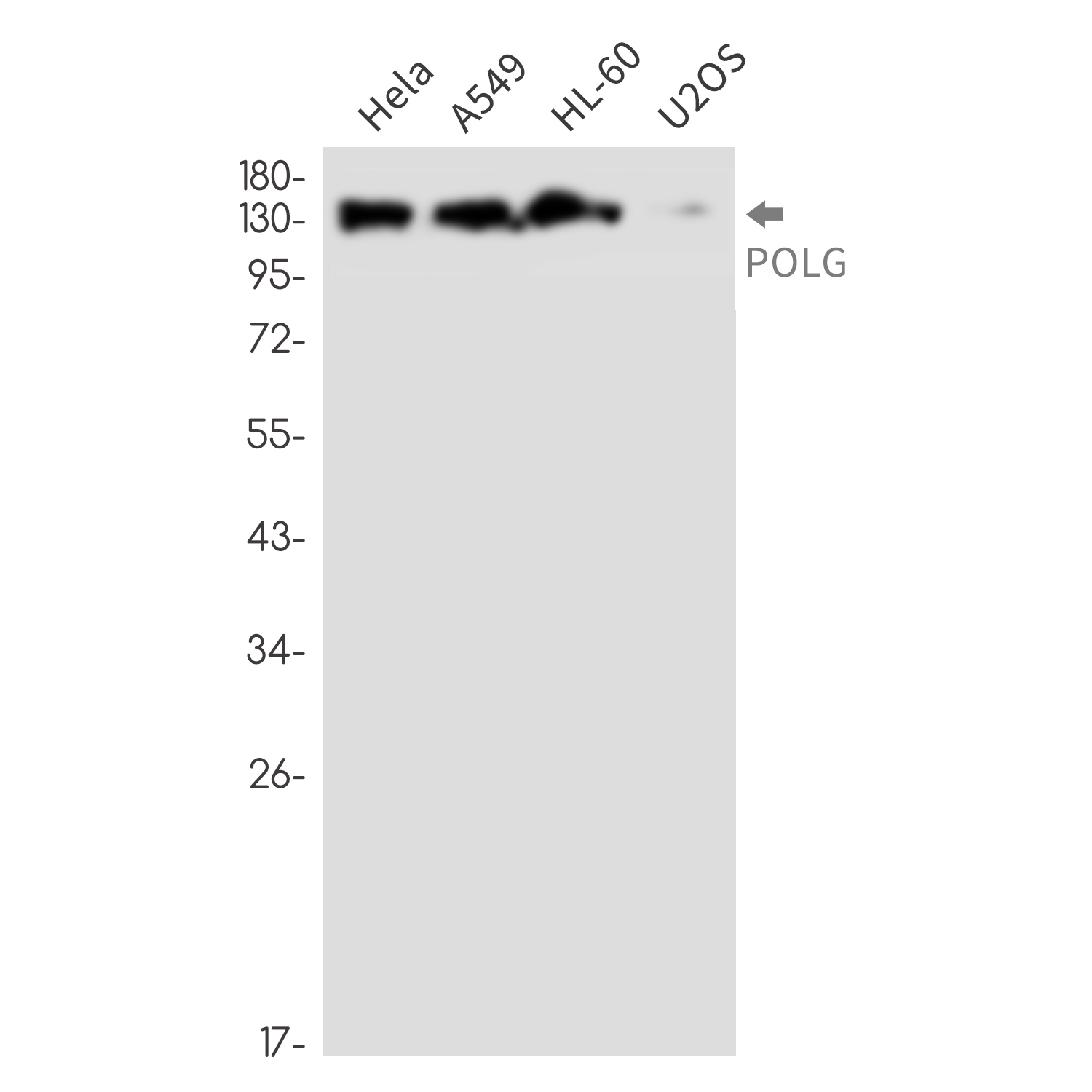 POLG Rabbit mAb